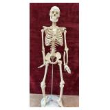 Celebrex Display Skeleton.