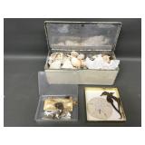 Authentic Seahorses & Small Seashell Collection