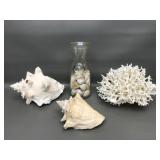 Bird's Nest Coral Speciman, Conch Shells & More