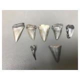 Vintage Shark Teeth Fossils
