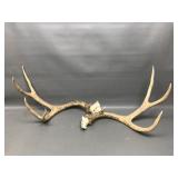 8 Point Deer Antler's