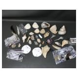 Iridescent Turbo & Conus Aulicus Shell+more