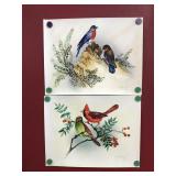 Bird Watercolor Paintings