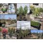 Online Auction | Nursery Landscaping Plants, Trees, Shrubs & More