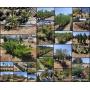 Online Auction | Nursery Landscaping Plants, Trees, Shrubs & More