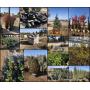 NURSERY LANDSCAPING PLANTS, TREES, SHRUBS & MORE