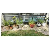 Potted Plants and Pots