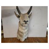 Prong Horn sheep mount