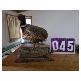 Pheasant taxidermy
