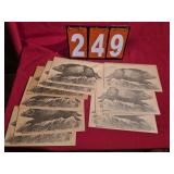 NRA vintage 10 yard wild boar targets