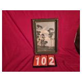 antique tinted photo of eucalyptus grove