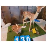taxidermy fetal deer