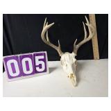 Deer skull