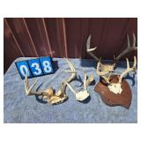 deer antler lot