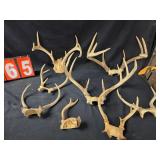 deer antlers