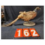 pheasant taxidermy very old