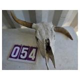 steer skull