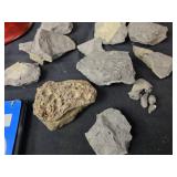 fossils and sea shells