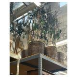 Lot of 6 assorted trees