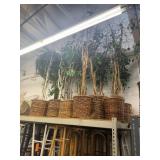 Lot of assorted trees