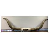 Texas Steer Horns, 5.5 Feet Wide