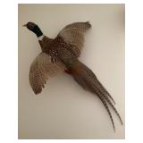 Taxidermy Ring-Necked Pheasant Wall Mount