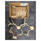 Deer Antlers with Skulls