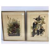 Framed Audubon Havell Edition Prints