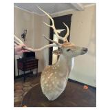Axis Deer Shoulder Mount