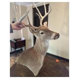 White Tail Deer Shoulder Mount