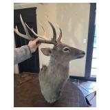 Sitka Deer Shoulder Mount