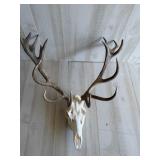 Red Stag European Mount