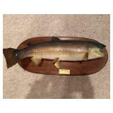 Mounted Rainbow Trout