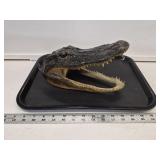 Alligator Head