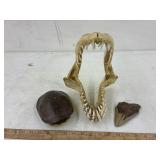 Shark jaw & fossilized tooth  and turtle shell