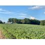 115 Acres of beauty in 1 tract!!
