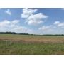 11:30 AM - New Garden Road