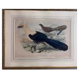 W. HART ANTIQUE LITHOGRAPH NESOCENTOR MILO