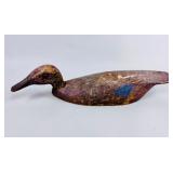 EARLY BLACK DUCK
