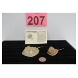 Horseshoe Crab Living Fossils