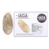 Native American Flint Celt Delaware (IAGA COA) Native American Flint Celt Delaware (IAGA COA)