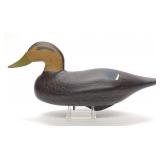 John Ingoglia Black Duck Decoy