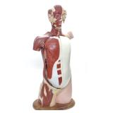 1945 Denoyer Geppert Human Torso Anatomical Model