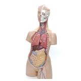 3B German Anatomical Human Torso Medical Model