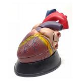 Large Anatomical Heart Medical Model