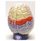 Denoyer Geppert Human Brain Anatomical Model