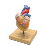 Anatomic Human Heart Medical Model