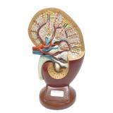 Denoyer Geppert Human Kidney Anatonical Model