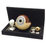 Prosthetic Glass Eyes, Eye Model & Eye Exam Tools