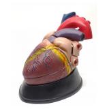 Large Anatomical Heart Medical Model